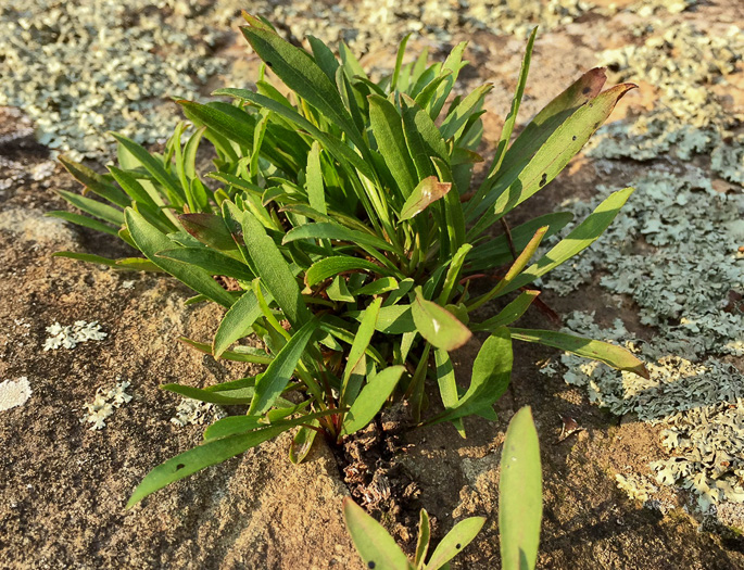 image of Solidago plumosa, Yadkin River Goldenrod