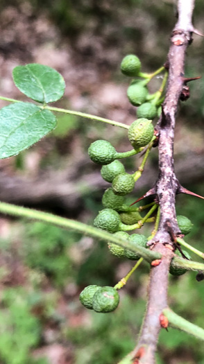 image of Zanthoxylum americanum, Northern Toothache Tree, Northern Prickly-ash