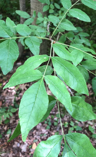 image of Zanthoxylum americanum, Northern Toothache Tree, Northern Prickly-ash