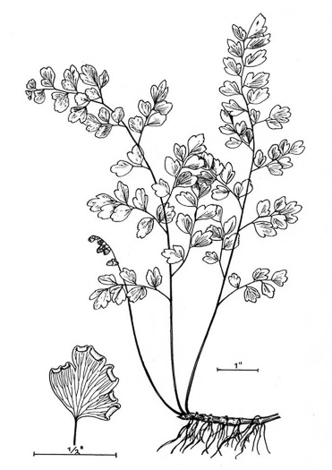 drawing of Adiantum capillus-veneris, Southern Maidenhair Fern, Venus-hair Fern