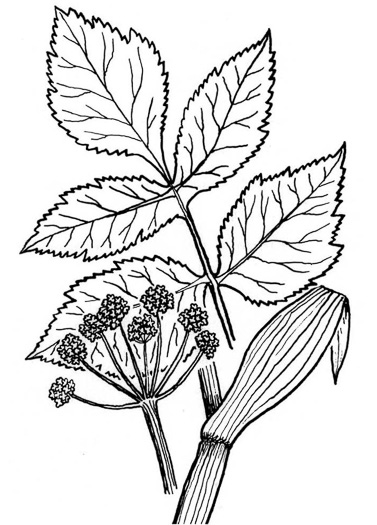 image of Angelica atropurpurea, Purple Angelica