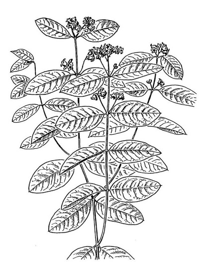 image of Apocynum androsaemifolium, Spreading Dogbane