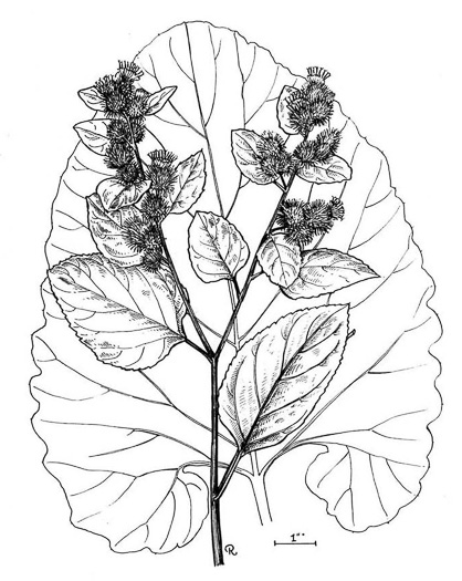 drawing of Arctium lappa, Greater Burdock