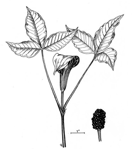 image of Arisaema pusillum, Small Jack-in-the-pulpit, Swamp Jack