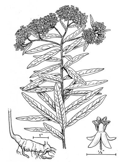 drawing of Asclepias tuberosa var. tuberosa, Butterfly Milkweed, Eastern Butterflyweed, Pleurisy Root, Wind Root