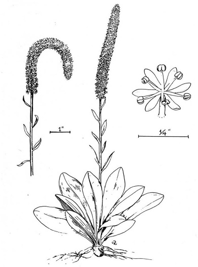 image of Chamaelirium luteum, Fairywand, Devil's Bit