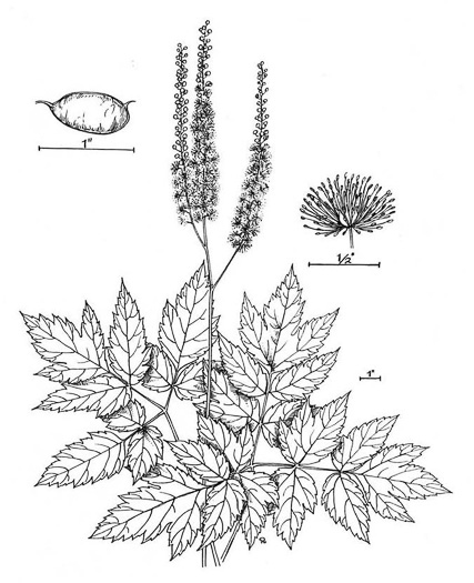 image of Actaea podocarpa, Mountain Black Cohosh, American Cohosh, Late Black Cohosh