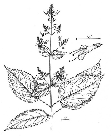 image of Collinsonia canadensis, Northern Horsebalm, Citronella, Canada Stoneroot, Canada Horsebalm