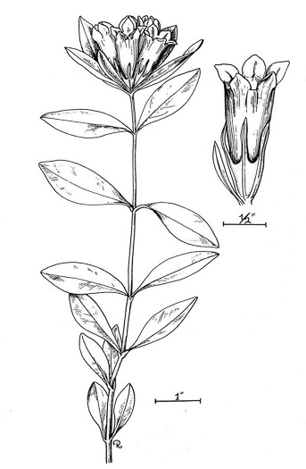 drawing of Gentiana villosa, Striped Gentian