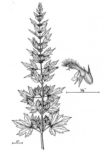 image of Leonurus cardiaca, Motherwort, Lion's-tail