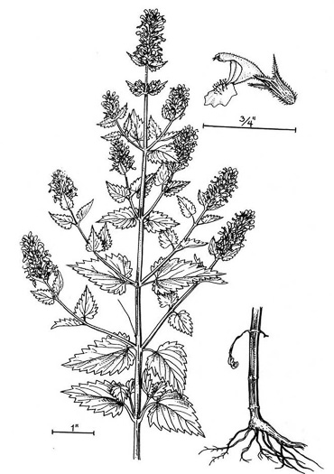 image of Nepeta cataria, Catnip, Catmint
