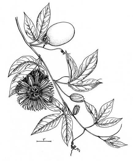 drawing of Passiflora incarnata, Purple Passionflower, Maypop