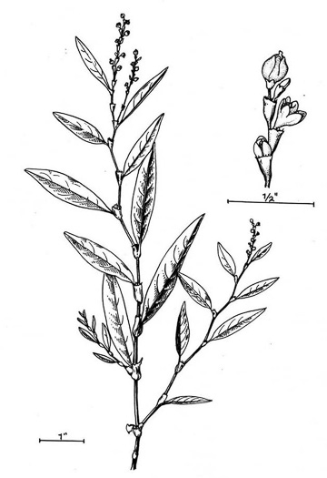 image of Persicaria hydropiper, Marshpepper Smartweed, Waterpepper