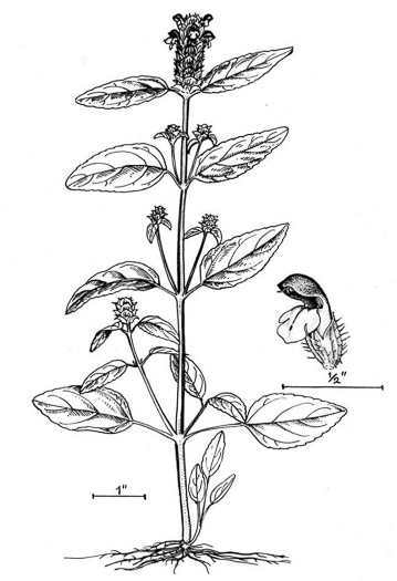 image of Prunella vulgaris var. lanceolata, American Heal-all, American Self-heal, Lance Selfheal
