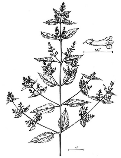 image of Scutellaria lateriflora, Mad-dog Skullcap, Tall Blue Skullcap