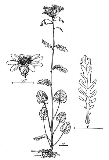 image of Packera aurea, Golden Ragwort, Heartleaf Ragwort, Golden Groundsel