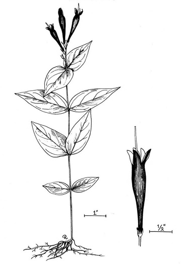 drawing of Spigelia marilandica, Indian-pink, Woodland Pinkroot, Wormgrass
