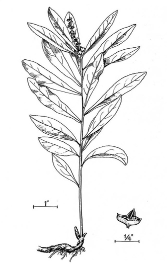 drawing of Stillingia sylvatica, Queen's-delight