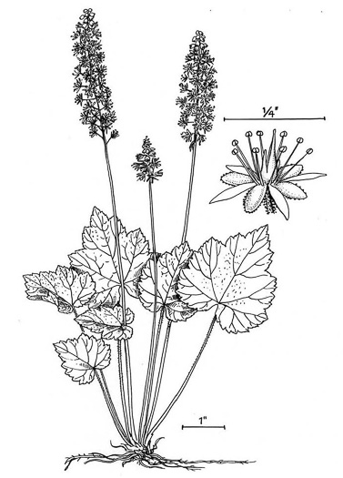 image of Tiarella stolonifera, Northern Foamflower, Creeping Foamflower