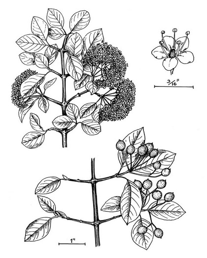 image of Viburnum prunifolium, Blackhaw, Nannyberry