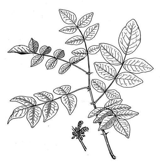 image of Zanthoxylum americanum, Northern Toothache Tree, Northern Prickly-ash