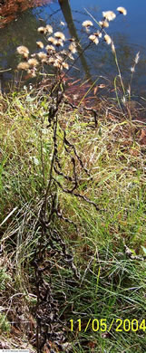 image of Vernonia gigantea, Tall Ironweed, Common Ironweed, Giant Ironweed