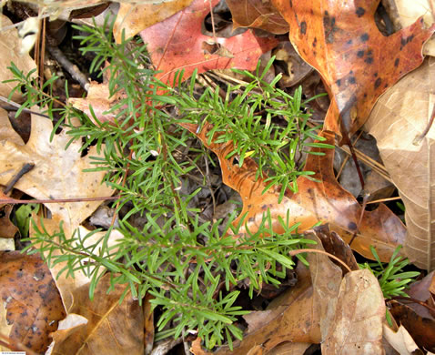 image of Conradina verticillata, Cumberland Rosemary