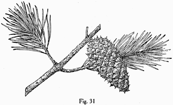 image of Pinus virginiana, Virginia Pine, Scrub Pine, Jersey Pine
