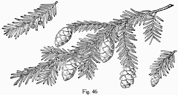 image of Tsuga canadensis, Eastern Hemlock, Canada Hemlock, Spruce Pine, Hemlock Spruce