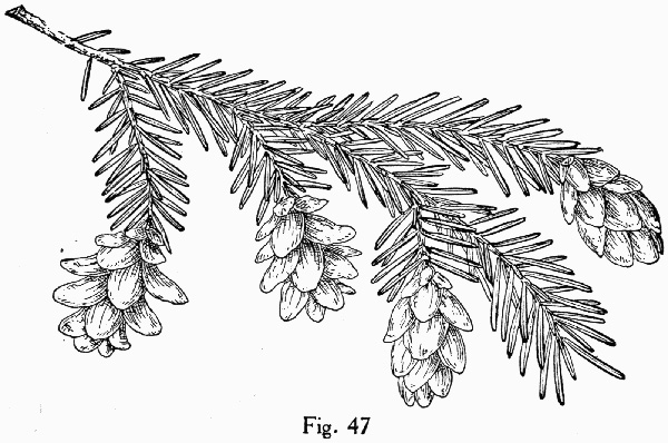 image of Tsuga caroliniana, Carolina Hemlock, Crag Hemlock