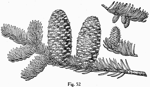 image of Abies fraseri, Fraser Fir, She Balsam, Southern Balsam