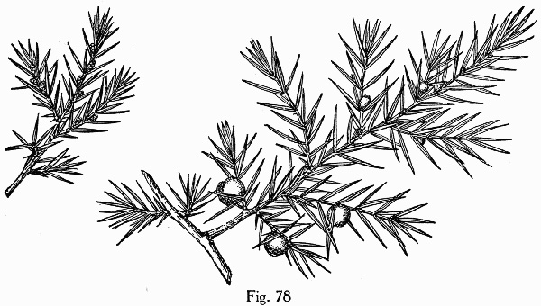 image of Juniperus communis var. depressa, Ground Juniper, Mountain Juniper, Common Juniper