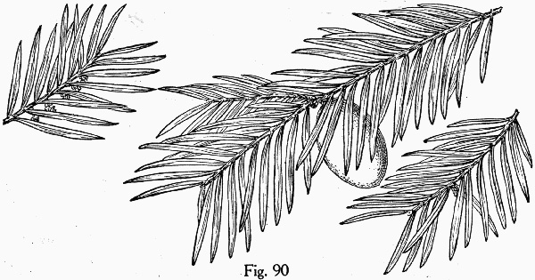 image of Torreya taxifolia, Florida Torreya, Stinking-cedar
