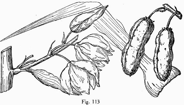 drawing of Yucca gloriosa, Mound-lily Yucca, Spanish Bayonet