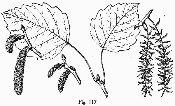 image of Populus grandidentata, Bigtooth Aspen, Large-toothed Aspen