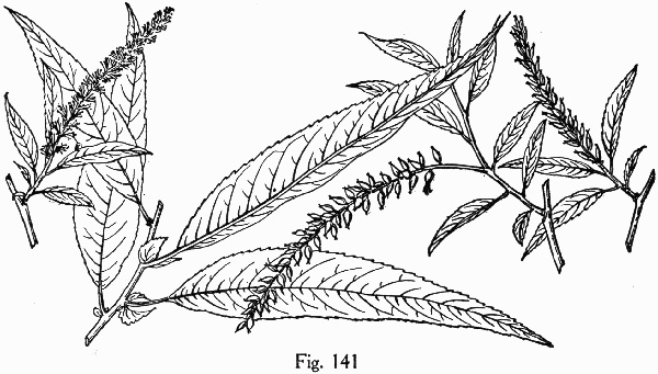 image of Salix caroliniana, Carolina Willow, Coastal Plain Willow
