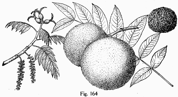image of Juglans nigra, Black Walnut
