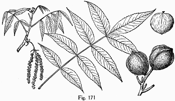 image of Carya cordiformis, Bitternut Hickory