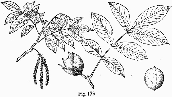 image of Carya myristiciformis, Nutmeg Hickory