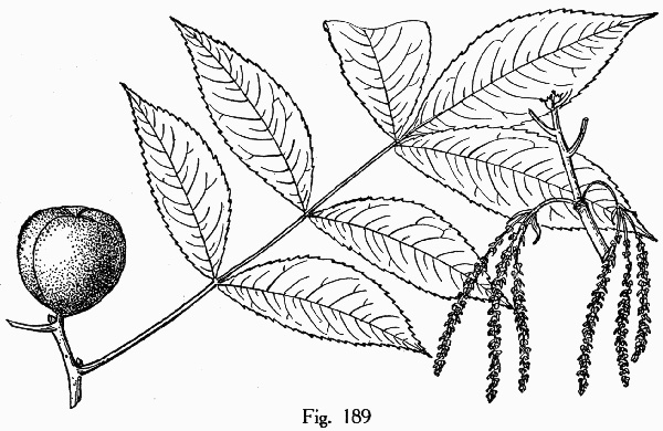 image of Carya texana, Black Hickory