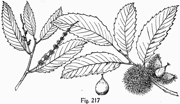 image of Castanea pumila, Common Chinquapin, Chinkapin, Allegheny Chinquapin