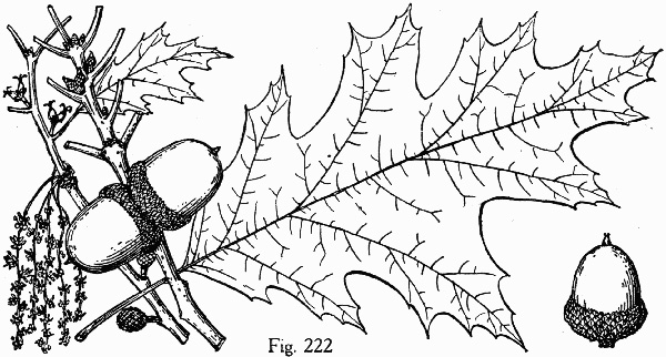 drawing of Quercus rubra +, Northern Red Oak, Red Oak