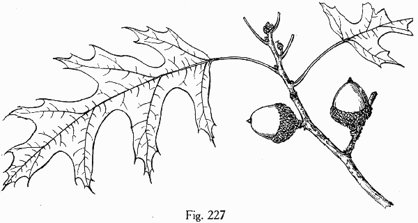 drawing of Quercus coccinea, Scarlet Oak