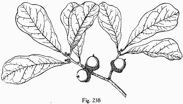 image of Quercus nigra, Water Oak, Paddle Oak