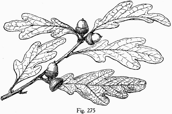 drawing of Quercus austrina, Bluff Oak, Bastard Oak
