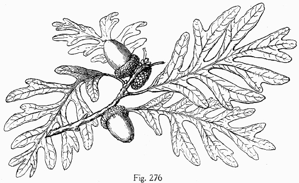 image of Quercus alba, White Oak