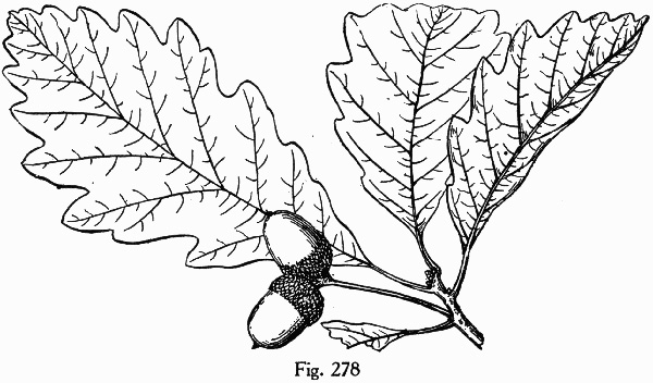 image of Quercus bicolor, Swamp White Oak