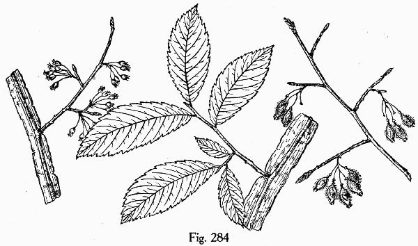 image of Ulmus alata, Winged Elm