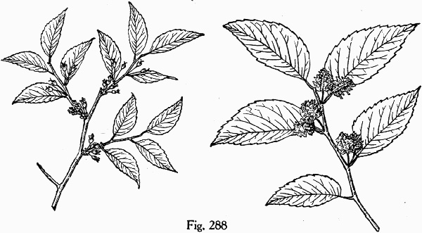 drawing of Planera aquatica, Planer-tree, Water-elm