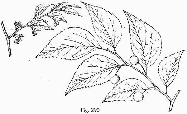 image of Celtis occidentalis, Northern Hackberry